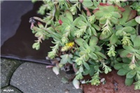 7b9529d7-IMG_6697 sedum palmeri.jpg